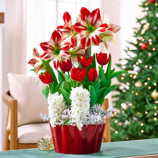 Happy Holidays Bulb Garden