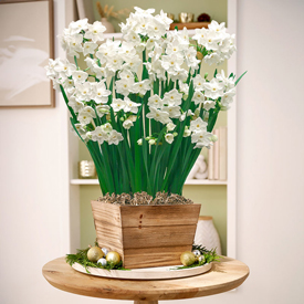 Fragrant Forest Paperwhites