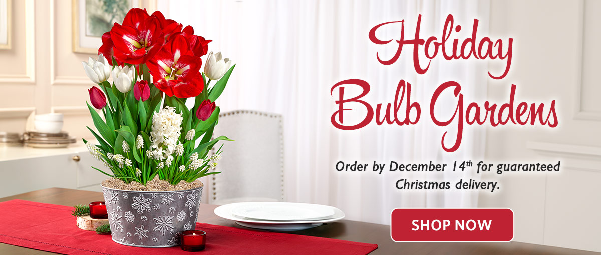 Holiday Bulb Gardens