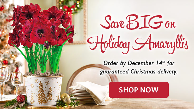 Amaryllis
